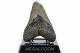 Fossil Megalodon Tooth - North Carolina #347112-2